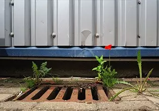 small flower growing out of a drain